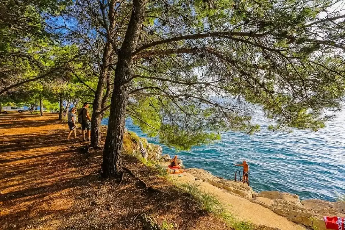 Pine trees behind flat rocks with ladders leading into clear sea